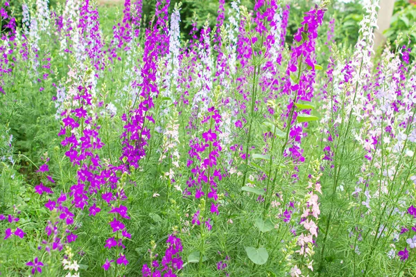 Beautiful Flower Meadow Spring Flowers Flower Garden — Stockfoto