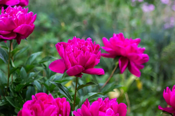 Pink Peonies Garden Beautiful Spring Flowers Flower Garden — Stock fotografie