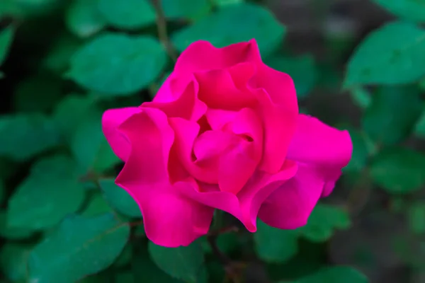 Pink Rose Garden Beautiful Spring Flowers Flower Garden — Foto de Stock