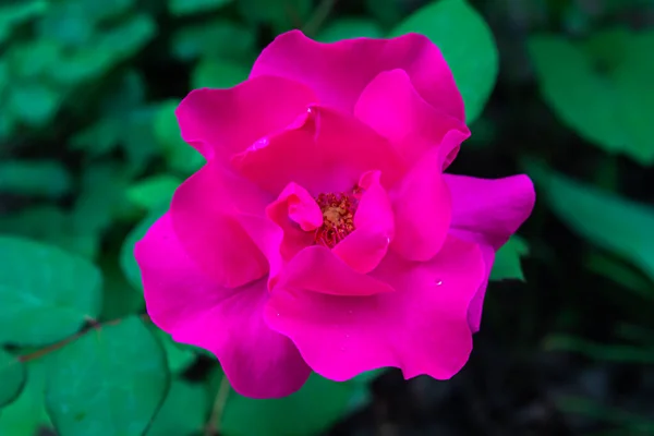 Pink Rose Garden Beautiful Spring Flowers Flower Garden — 图库照片