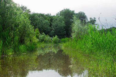 Ormanın ortasında küçük bir dere. Saf doğa. Yaz manzarası