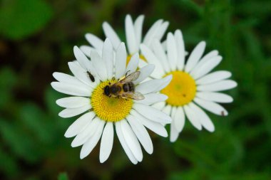 Çimlerde papatya çayı. Doğada çiçek açan papatyalar. Papatyada oturan bir arı