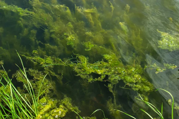 Algas Subaquáticas Algas Margem Lago Natureza Pura — Fotografia de Stock