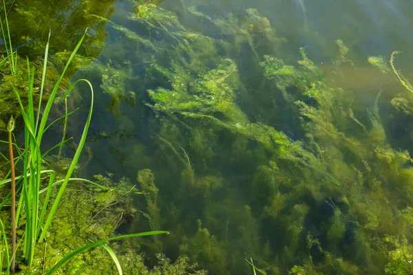 Algas Bajo Agua Algas Orilla Del Lago Naturaleza Pura — Foto de Stock