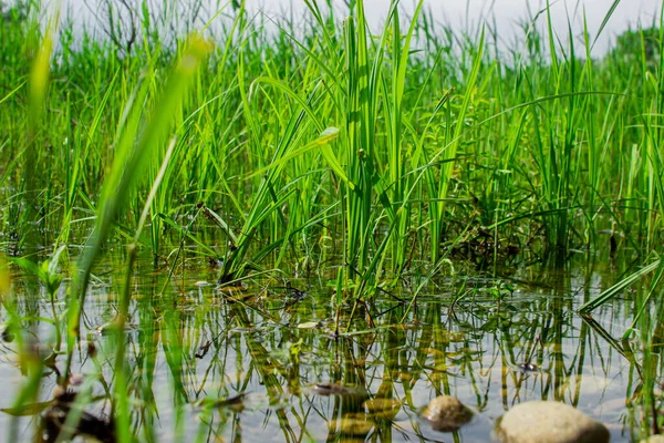 Grama Crescer Água Relva Margem Lago Natureza Viva Limpa — Fotografia de Stock