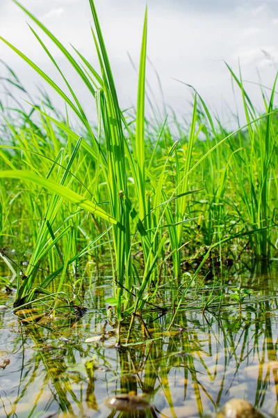 Grama Crescer Água Relva Margem Lago Natureza Viva Limpa — Fotografia de Stock