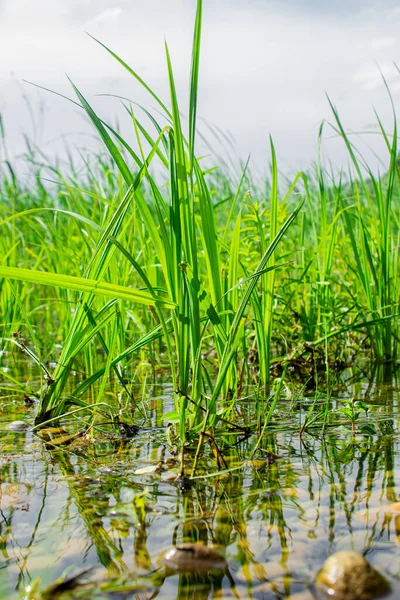 Grama Crescer Água Relva Margem Lago Natureza Viva Limpa — Fotografia de Stock