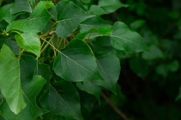 Arkaplan olarak yeşil ağaç yaprakları. Doğal arka plan. Arka plan olarak doğa yeşil ağaç yaprakları. Doğal arka plan. Doğa konsepti