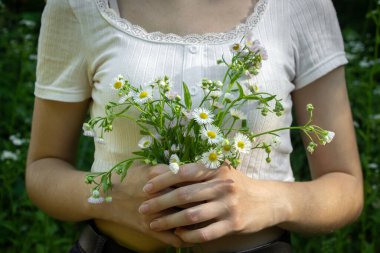 Kız elinde bir buket papatya tutuyor. Çiçek toplayın. Yumuşak ellerde yaz çiçekleri