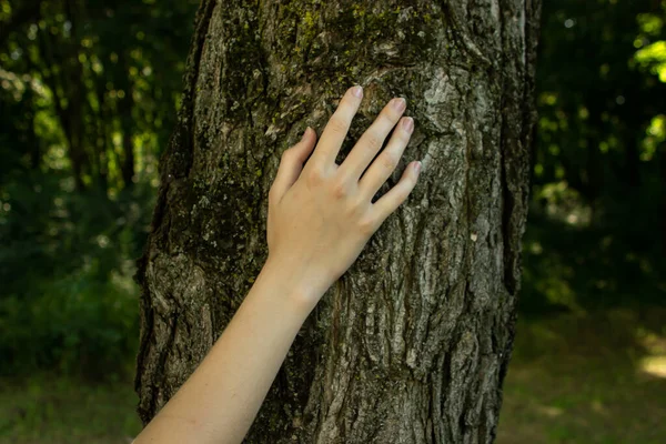 Ağacın üzerinde bir kadın eli. Çevreye önem verme kavramı. Doğa aşkı