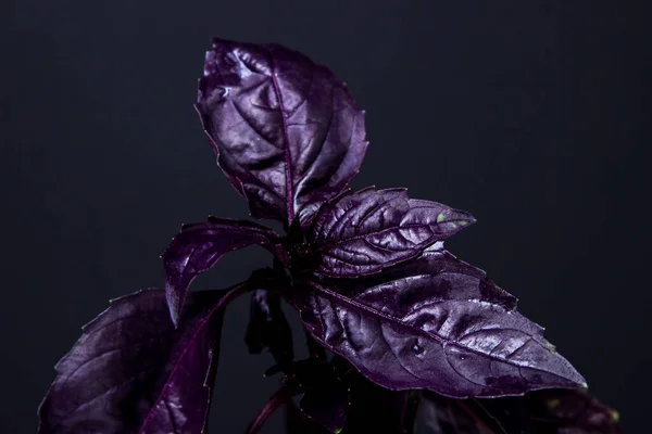 Red rubin basil on a black background. A spicy herb, an ingredient in cooking.
