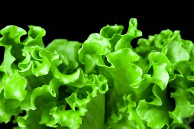 Siyah arka planda yemyeşil marul yaprakları. Vejetaryen yemeği.