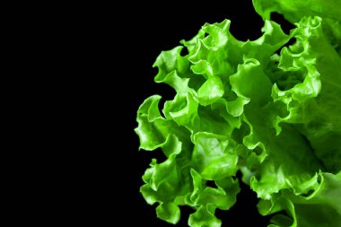 Siyah arka planda yemyeşil marul yaprakları. Vejetaryen yemeği.