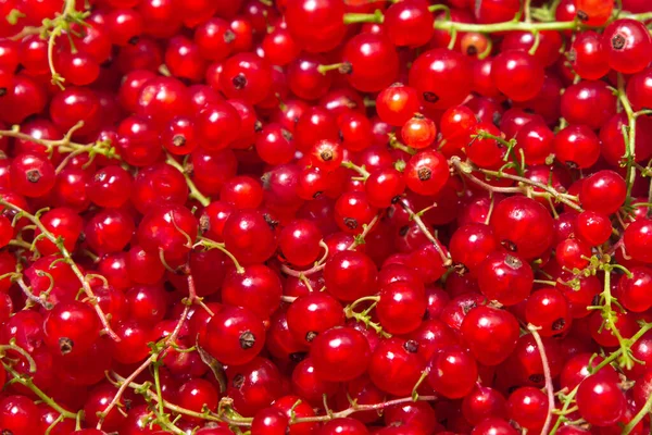 Fondo Grosella Roja Muchas Grosellas Rojas Maduras Deliciosa Baya — Foto de Stock