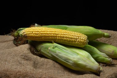 Koyu bir arka planda mısır kulağı. Koçanda taze mısır. Sağlıklı yemek.