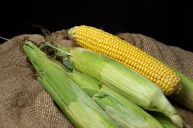 Koyu bir arka planda mısır kulağı. Koçanda taze mısır. Sağlıklı yemek.