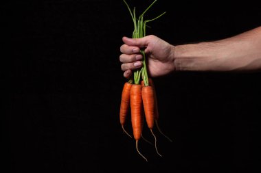 Siyah arka planda havuç tutan bir el. Sağlıklı sebze