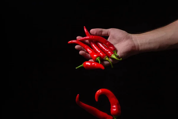 Siyah arka planda bir adamın elinden düşen kırmızı kırmızı kırmızı biber. Acı biber izole edilmiş.