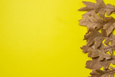 Sarı arka planda sonbahar yaprakları, fotokopi alanı için bir yer var. Kuru meşe yaprakları. Doğal arkaplan