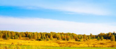 Sonbahar manzarası. Sarı alanlar ve mavi gökyüzü.