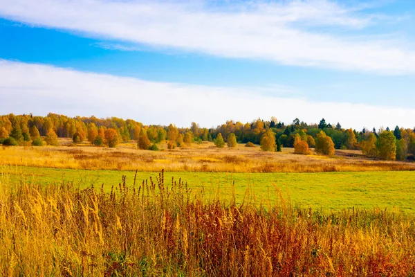 Höstlandskap Ryssland Gyllene Träd Skiner Ljust Grönt Gräs Mot Blå Royaltyfria Stockfoton