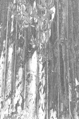 soyut yüzey, siyah beyaz grungy desenli arkaplan