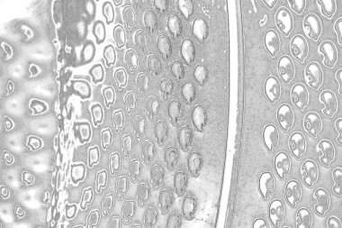 Çizik ve çatlaklarla bembeyaz bir doku.