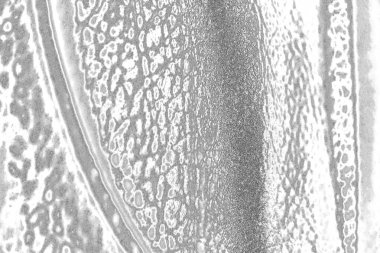  Gri çizikler doku arka plan duvarı, tam çerçeve