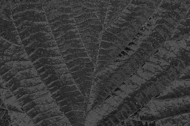 Çizik ve çatlaklarla dolu pis bir doku.