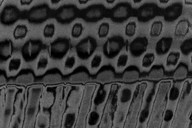Çizik ve çatlaklarla dolu pis bir doku.