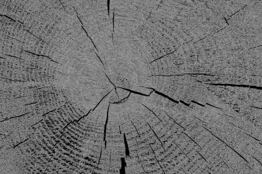 Çizik ve çatlaklarla dolu pis bir doku.