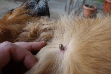 Köpeklerin kenelerini temizlemeye yardım et.