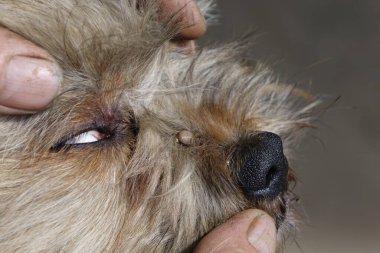 Köpeklerin kenelerini temizlemeye yardım et.