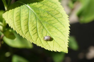 Castor fasulyesi kenesi (Ixodes ricinus)