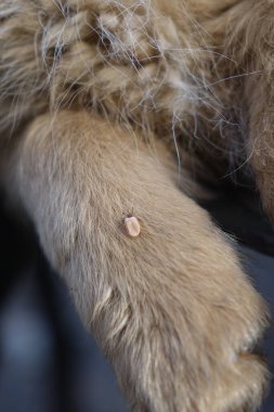 Köpeklerin kenelerini temizlemeye yardım et.