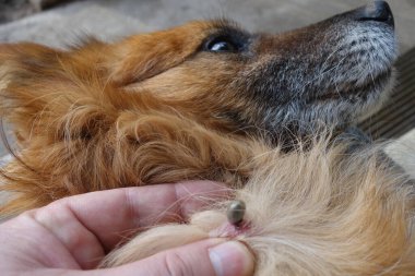 Köpeklerin kenelerini temizlemeye yardım et.