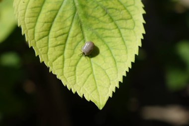 Castor fasulyesi kenesi (Ixodes ricinus)