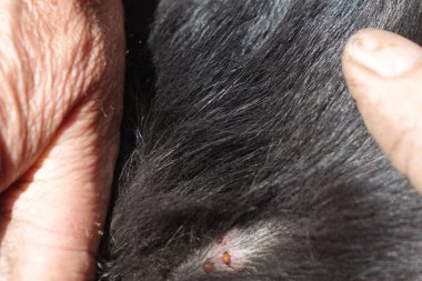 Köpeklerin kenelerini temizlemeye yardım et.