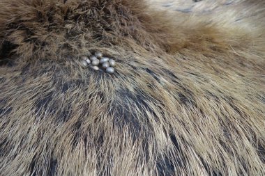 Yaban domuzu yünündeki keneler. Ixodes ricinus.