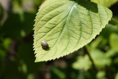 Castor fasulyesi kenesi (Ixodes ricinus)