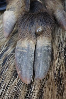 Yaban domuzu yünündeki keneler. Ixodes ricinus.