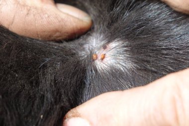 Köpeklerin kenelerini temizlemeye yardım et.