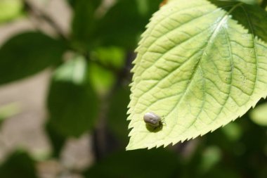 Castor fasulyesi kenesi (Ixodes ricinus)