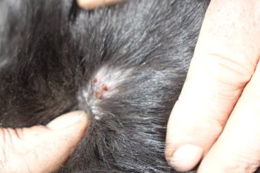 Köpeklerin kenelerini temizlemeye yardım et.