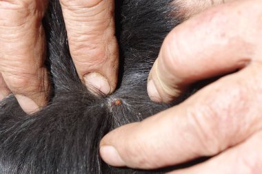 Köpeklerin kenelerini temizlemeye yardım et.