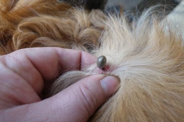 Köpeklerin kenelerini temizlemeye yardım et.