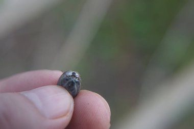 Castor fasulyesi kenesi (Ixodes ricinus)