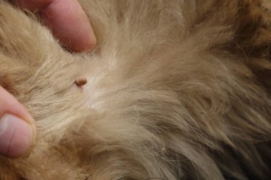 Köpeklerin kenelerini temizlemeye yardım et.