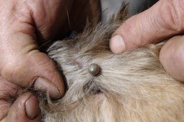 Köpeklerin kenelerini temizlemeye yardım et.
