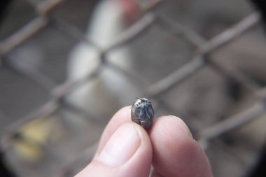 Castor fasulyesi kenesi (Ixodes ricinus)